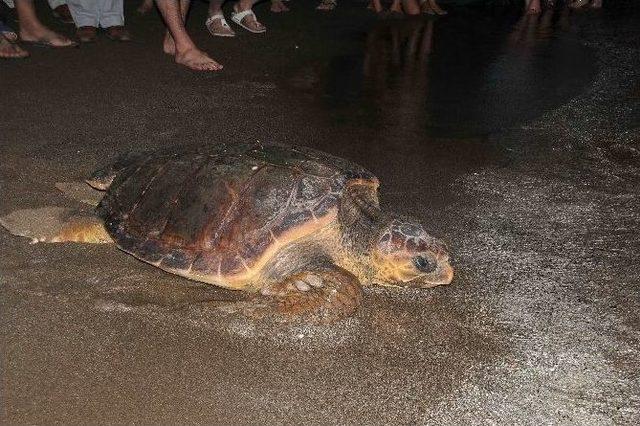 Dekamer’de Tedavileri Tamamlanan Deniz Kaplumbağaları Denize Bırakıldı