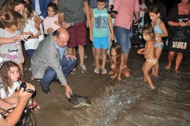 Dekamer’de Tedavileri Tamamlanan Deniz Kaplumbağaları Denize Bırakıldı