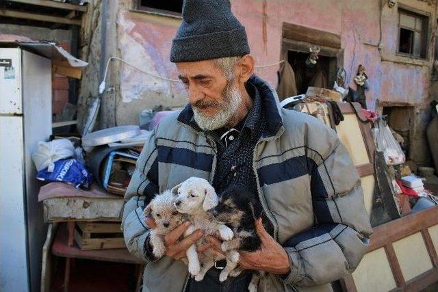 (özel Haber) Evini Hayvanat Bahçesine Çevirdi