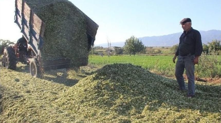 Aydın&rsquo;daki Yetiştiriciler Slaja Y&ouml;neldi, İl Genelinde Slaj Telaşı Başladı