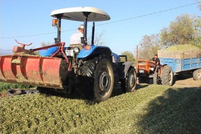 Aydın’daki Yetiştiriciler Slaja Yöneldi, İl Genelinde Slaj Telaşı Başladı