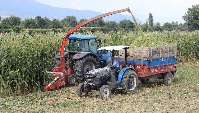 Aydın’daki Yetiştiriciler Slaja Yöneldi, İl Genelinde Slaj Telaşı Başladı