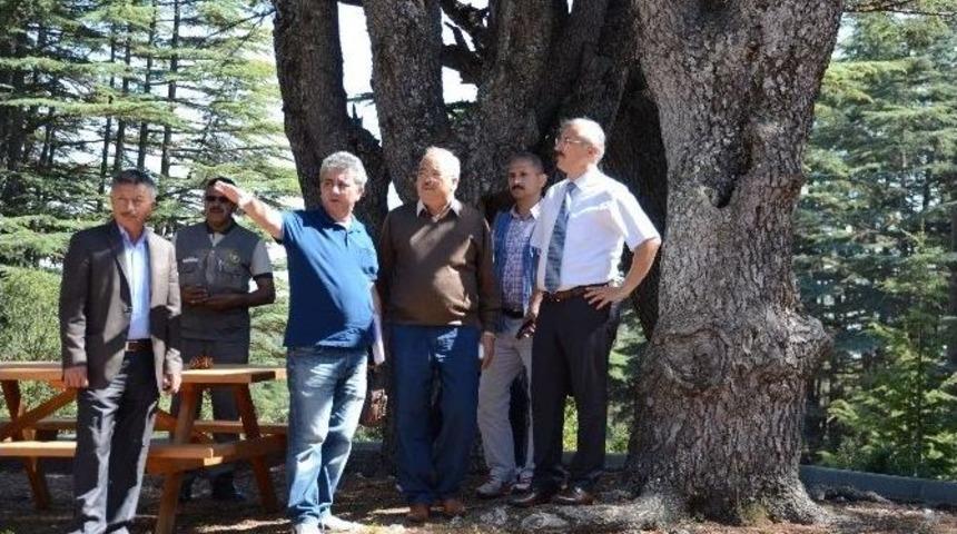 Erdemli Kargagediği Mesire Alanı&rsquo;nın Yapımında Sona Gelindi