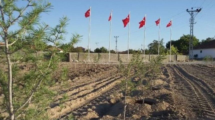 Şefaatli Alifakılı K&ouml;yl&uuml;leri 15 Temmuz Şehitler Hatıra Ormanı Oluşturdu