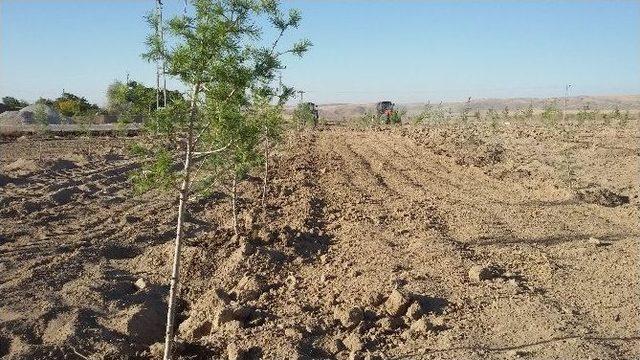 Şefaatli Alifakılı Köylüleri 15 Temmuz Şehitler Hatıra Ormanı Oluşturdu