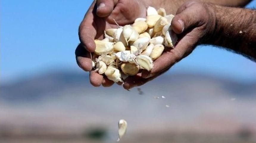 Taşk&ouml;pr&uuml;&rsquo;n&uuml;n Beyaz Altınına Araban Rakibi