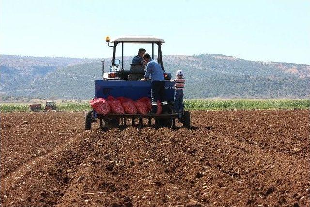 Taşköprü’nün Beyaz Altınına Araban Rakibi