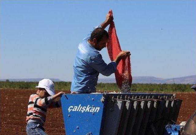 Taşköprü’nün Beyaz Altınına Araban Rakibi