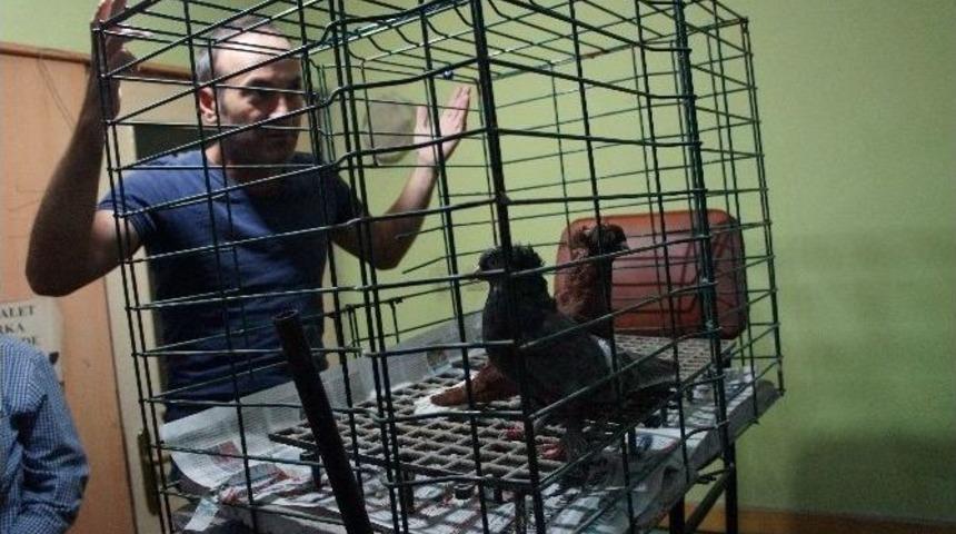 Lapseki G&uuml;vercin Severler Derneği Mezadını Yaptı