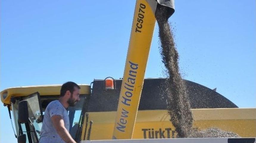 Muş&rsquo;ta Ay&ccedil;i&ccedil;eği Hasadı Başladı