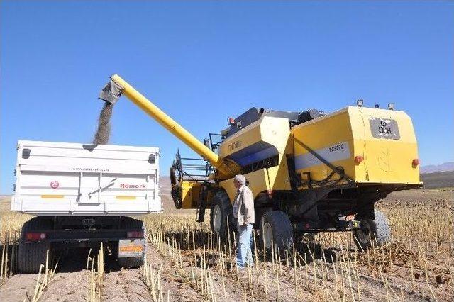 Muş’ta Ayçiçeği Hasadı Başladı 1