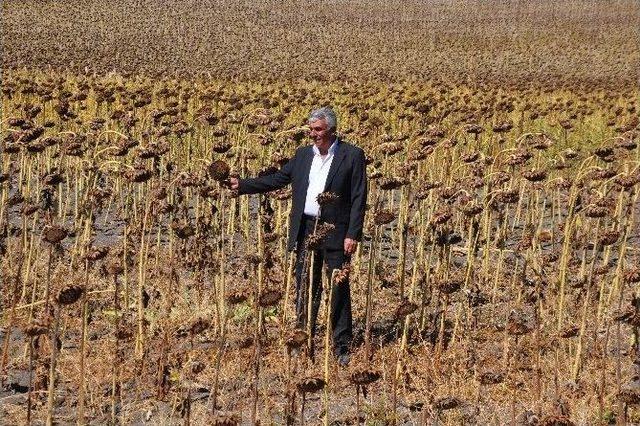 Muş’ta Ayçiçeği Hasadı Başladı 2