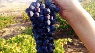 Pekmezler Kaynamaya Başladı