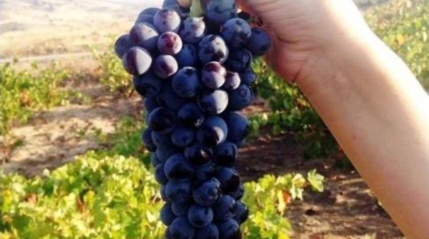 Pekmezler Kaynamaya Başladı