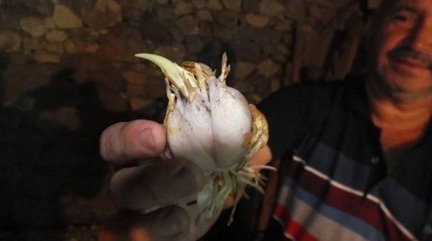 Zambak &Ccedil;ift&ccedil;inin Umudu Oldu