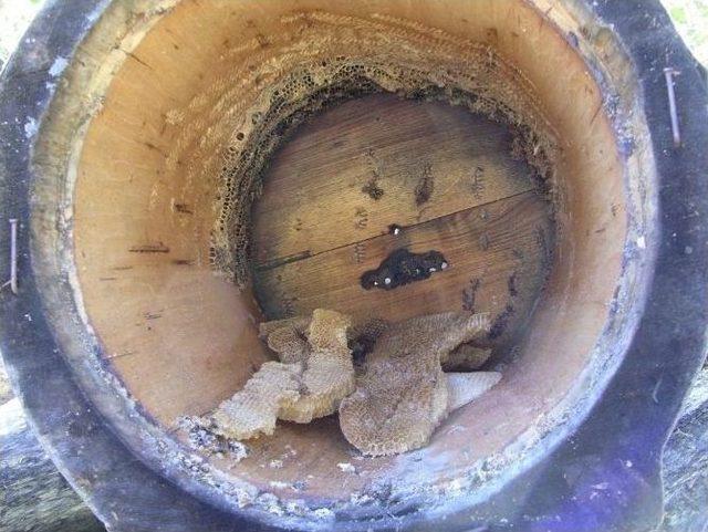 Artvin&rsquo;de Ayı Saldırıları Bitmek Bilmiyor 1