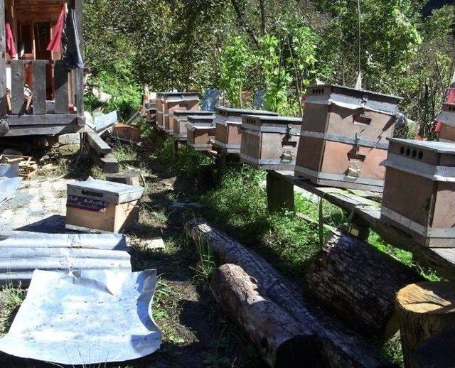 Artvin&rsquo;de Ayı Saldırıları Bitmek Bilmiyor 2