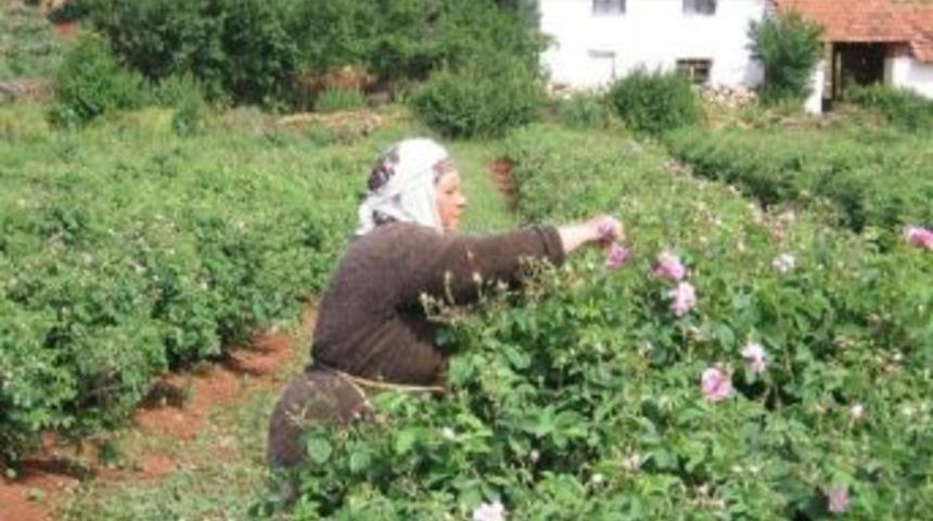 Isparta&rsquo;da G&uuml;l &Ccedil;i&ccedil;eği Alım Fiyatı Belli Oldu