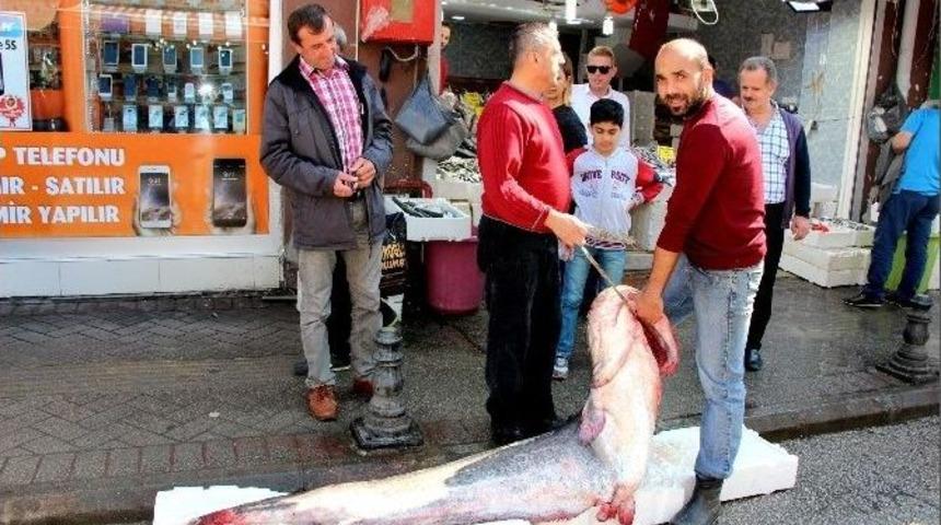 183 Santim Uzunluğunda Ve 152 Kiloluk Dev Yayın Balığı