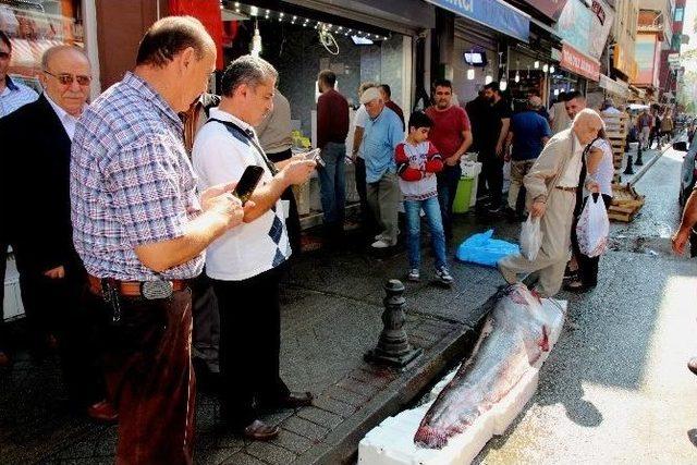 183 Santim Uzunluğunda Ve 152 Kiloluk Dev Yayın Balığı