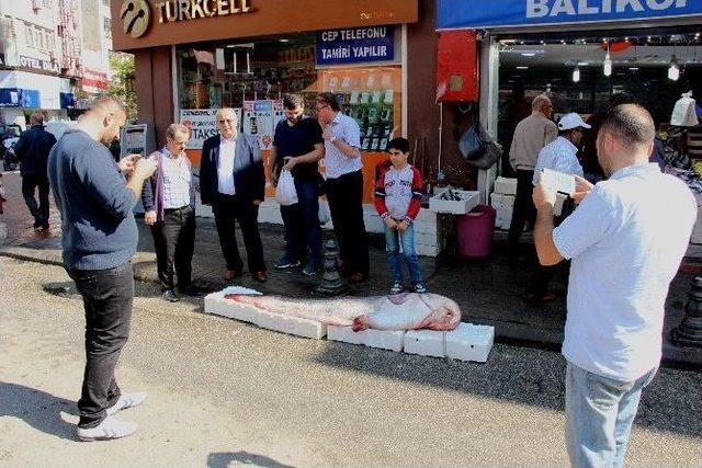 183 Santim Uzunluğunda Ve 152 Kiloluk Dev Yayın Balığı