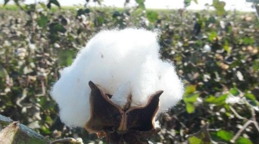 Pamuk &Uuml;reticileri De İş&ccedil;iler De Dertli