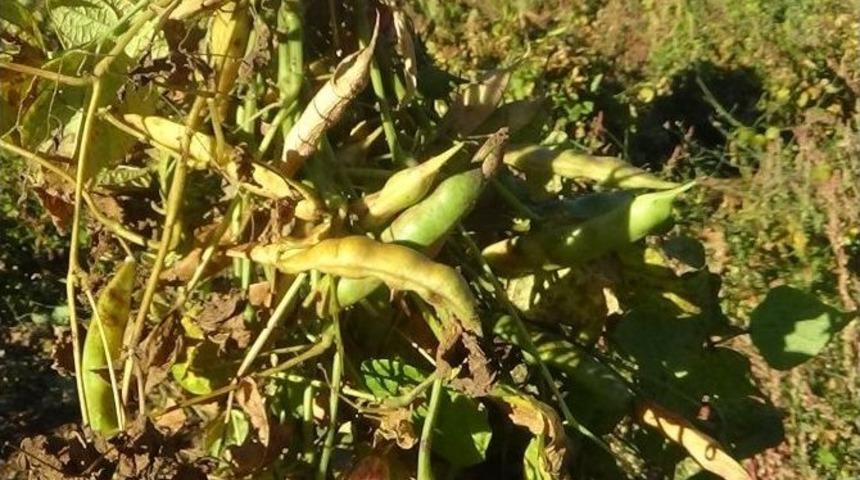 İspir Fasulyesinin Lezzetinin Sırrı