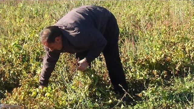 İspir Fasulyesinin Lezzetinin Sırrı