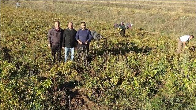 İspir Fasulyesinin Lezzetinin Sırrı