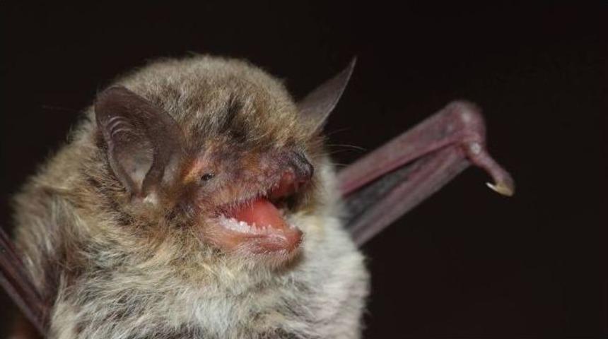 Hatay’da Nesli Tükenme Tehlikesinde Olan 3 Yarasa Türüne Rastlandı