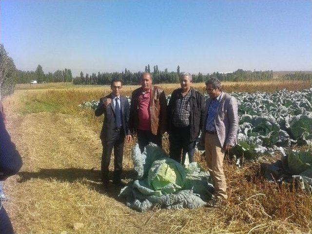 Ağrı’da Lahana Hasadı Başladı