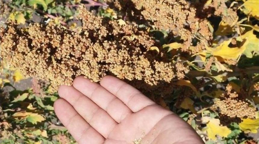 Ağrı&rsquo;da Kinoa Hasadı Y&uuml;z G&uuml;ld&uuml;rd&uuml;