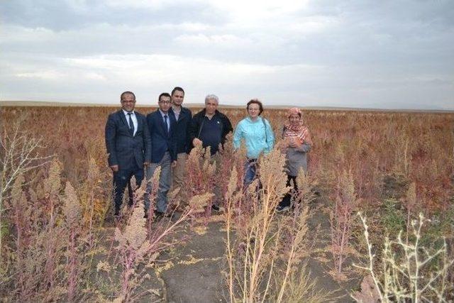 Ağrı’da Kinoa Hasadı Yüz Güldürdü