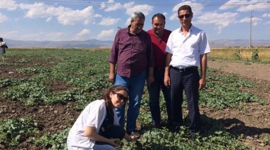 Ağrı&rsquo;da Yılın İlk Kavun Hasadı Yapıldı