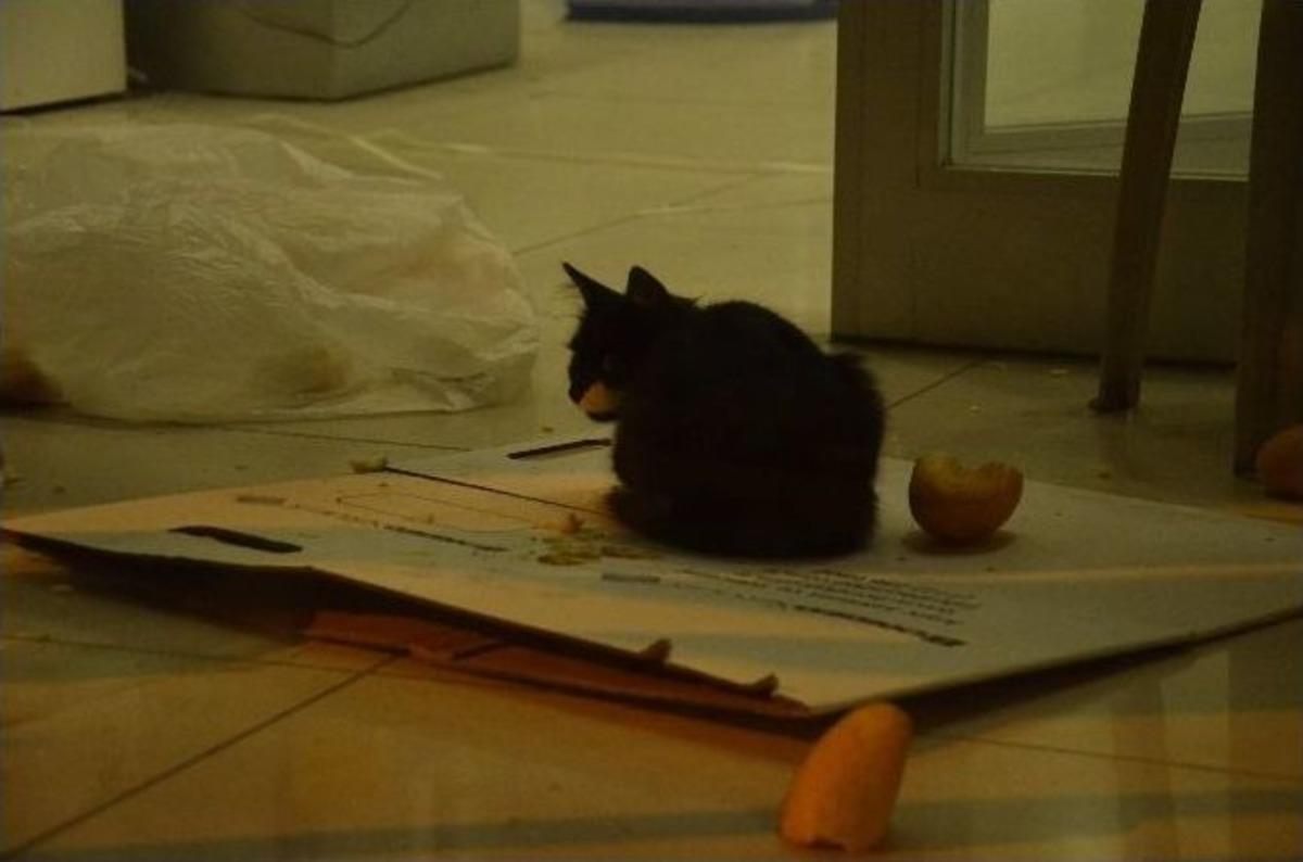 Bank Asya&rsquo;da &ldquo;kedi&rdquo; Operasyonu
