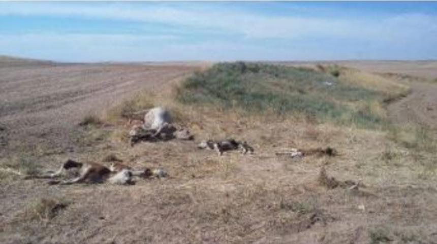 1 İnek 9 Buzağı Boğazı Kesilerek &Ouml;ld&uuml;r&uuml;ld&uuml;