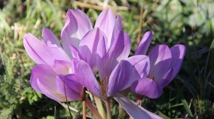 Erzurum&rsquo;da Kar &Ccedil;i&ccedil;ekleri A&ccedil;tı
