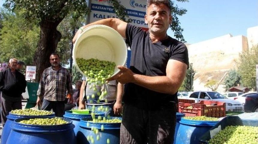 Zeytinin Fiyatı 2 Kat Arttı