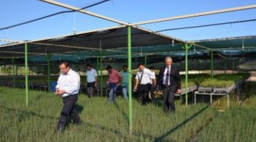 Mersin&rsquo;de End&uuml;striyel Ağa&ccedil;landırmada 2017 Hedefi 172 Bin Fidan
