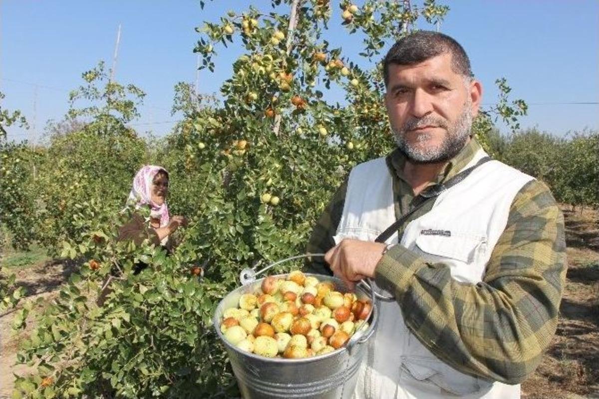 R&uuml;yada G&ouml;rd&uuml;, T&uuml;rkiye&rsquo;nin En B&uuml;y&uuml;ğ&uuml;n&uuml; Kurdu