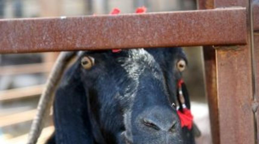 Gen&ccedil; &Ccedil;ift&ccedil;ilere Kilis Ke&ccedil;isi Dağıtımı Yapıldı