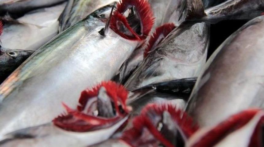 Kiloluk Palamutlar 6-7 Lira