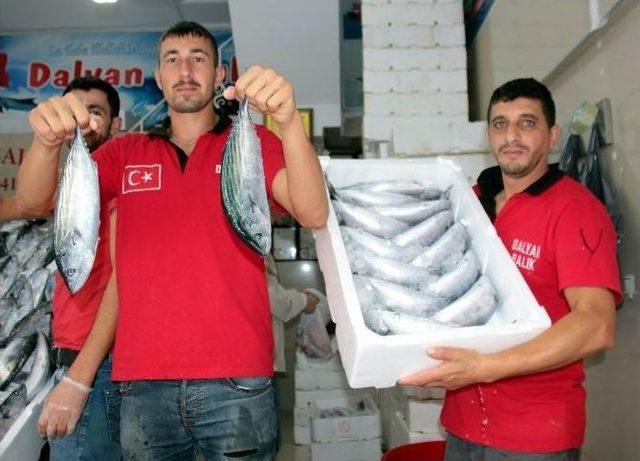 Kiloluk Palamutlar 6-7 Lira 1