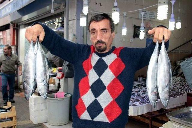 Kiloluk Palamutlar 6-7 Lira 2