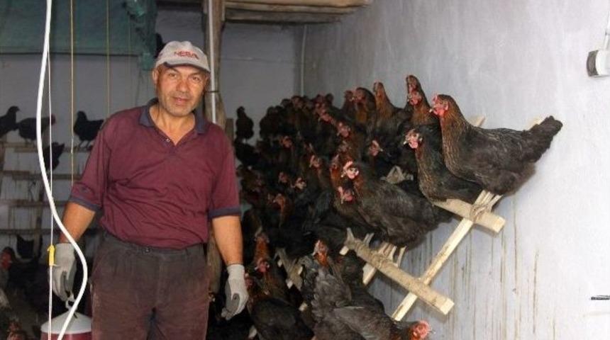 Hobi Olarak Başladı, Tavuk &Ccedil;iftliği Kurdu