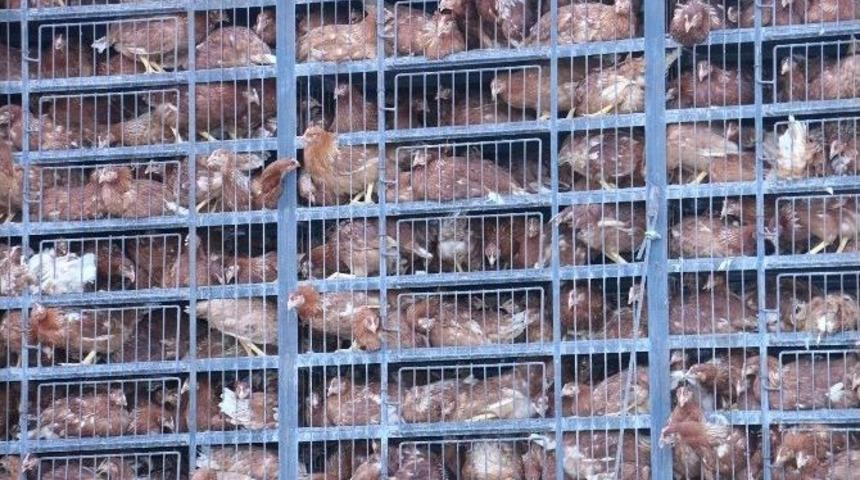 Ordu&rsquo;da 10 Bin Tavuk Dağıtıldı