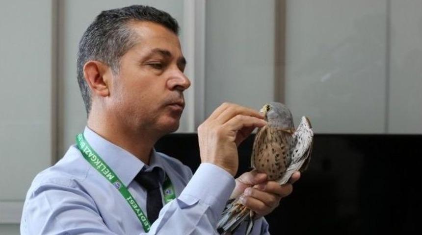 Gesi&rsquo;de Bulunan Yavru Yaralı Doğan, Yine Doğa İle Buluştu