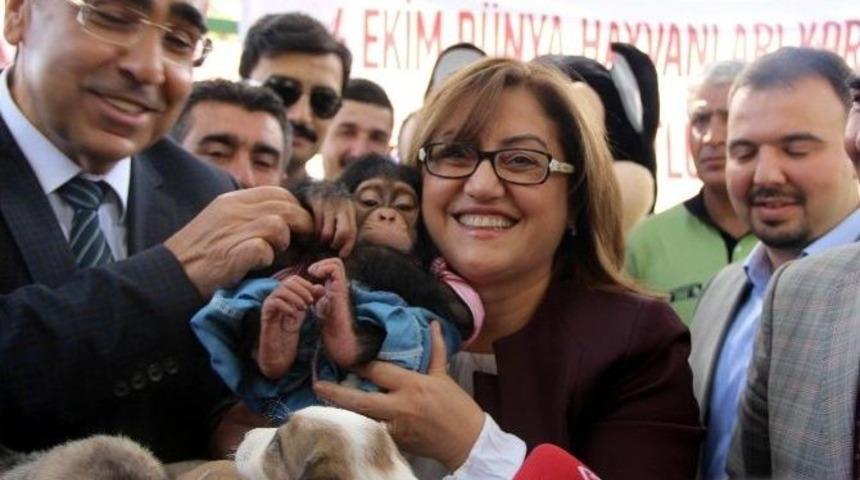 Hayvanları Koruma G&uuml;n&uuml; Etkinliğinde Yavru Şempanzeye Yoğun İlgil