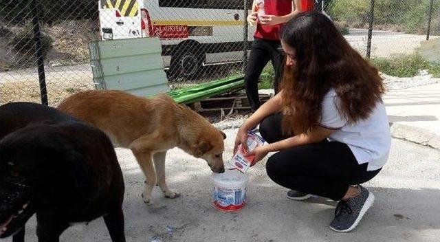 Öğrenciler Barınağa El Uzattı