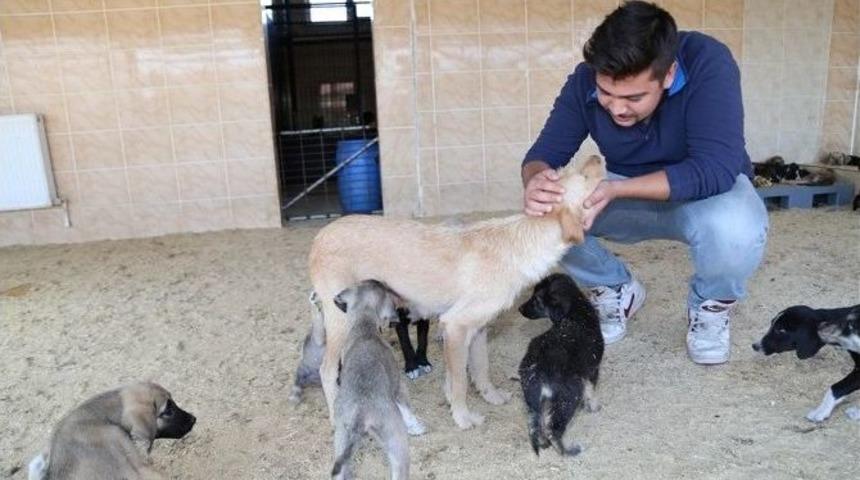 Can Dostlar Yeni Sahiplerini Bekliyor